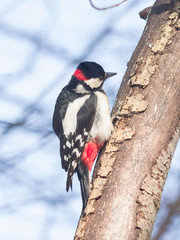 Male Great Spotted Woodpecker Dendrocopos major on tree, close-up portrait, selective focus, shallow DOF