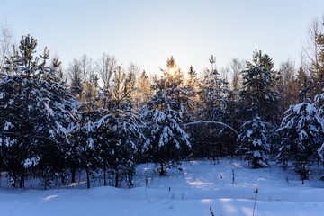 landscape in coniferous forest