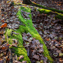 Moss in the forest