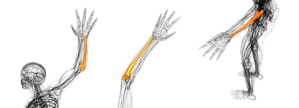 3D rendering medical illustration of the ulna bone