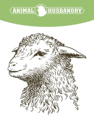 Head of a sheep. animal husbandry