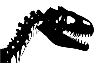 Fototapeta premium Szkielet dinozaura.