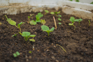 Vegetable garden