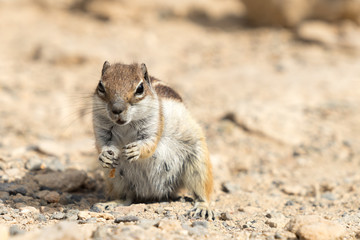 Naklejka na ściany i meble Squirell (Atlashörnchen) füttern auf Fuerteventura ein Schädling oder ein Touristenmagnet?