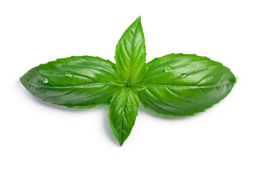 Genovese basil Ocimum basilicum, top view, paths