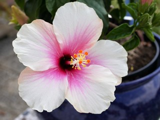 Hibiskus © Erika