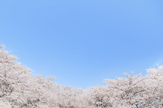 青空　桜並木　コラージュ　埼玉県　熊谷市　日本