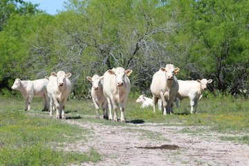 Obraz premium Charolais Cattle