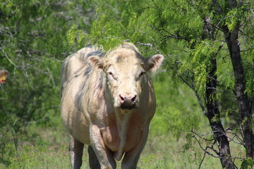 Charolais bull