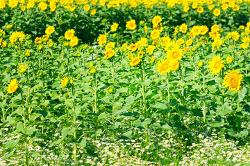 Sunflower field