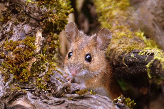 S&uuml;sse kleine Maus