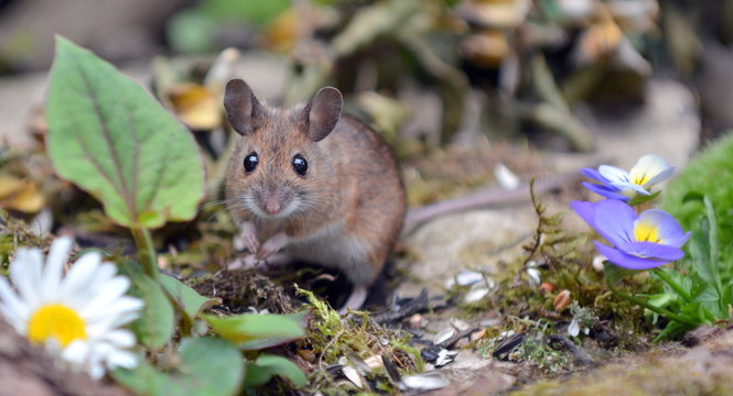 niedliche Maus mit Bl&uuml;mchen