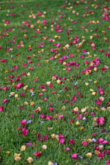 Obraz na płótnie Canvas fleurs de bougainvilliers sur l'herbe vertical