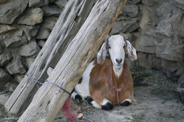 Goat sitting in a stone shelter
