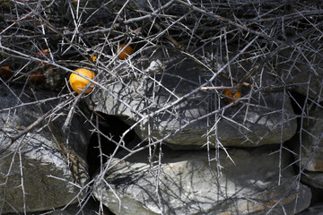 Fallen apricots above the dry branches