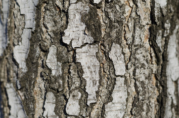 Background of birch bark