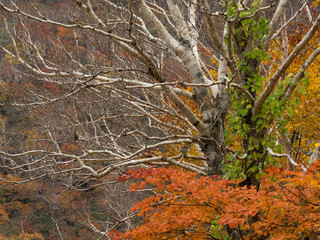 美しい日本の秋