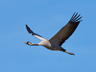 Obraz premium Common crane (Grus grus)