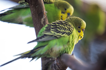 Green budgerigar parrots