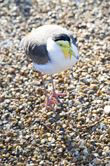Masked lapwing