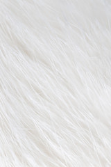 Obraz premium White hair on the cat as background