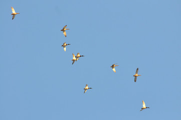 Flock of migratory ducks on background blue sky