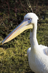 White pelican