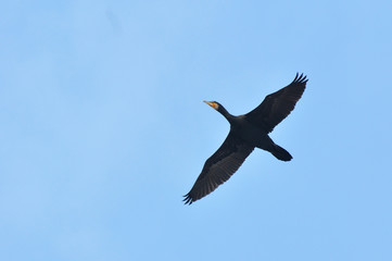 Great Cormorant (Phalacrocorax carbo) in flight against blue sky