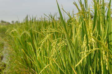 Rice field. Thai agriculture