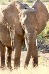 Fototapeta premium African elephant in Samburu National Reserve
