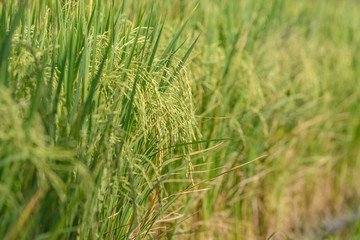 Rice field. Thai agriculture