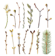 Set of spring tree branches with buds isolated on white background. Different tree branches