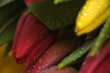 Fresh colorful tulips with water drops