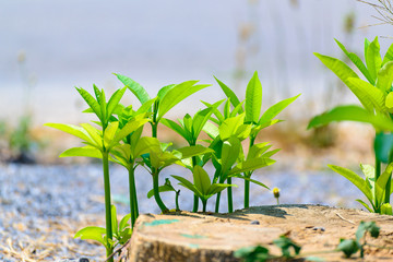 Small plant growth strong in natural stone ground.