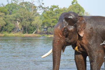 Fototapeta na wymiar Elephant taking Bath