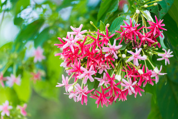 Pink flowers blossom, Quisqualis Indica flower plant , Chinese honeysuckle, Rangoon Creeper or Combretum indicum.