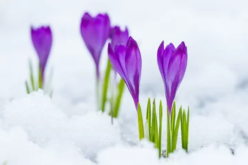 Photo sur Plexiglas Crocus Crocus à fleurs violettes