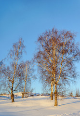 Bare birch trees on a slope, winter time
