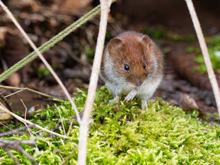 A mouse in a green dusk moss