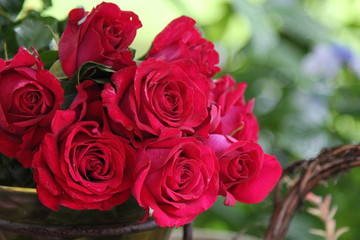 Rote gefüllte Rosen im Garten