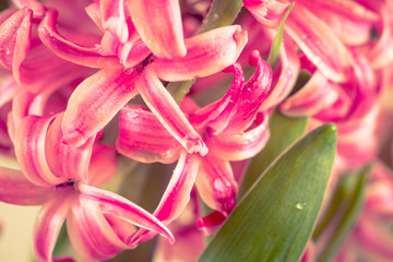 Pink fresh hyacinth close up.