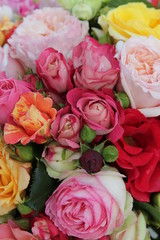 Romantische und malerische Rosen 