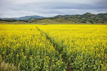 Rapeseed field. Yellow flowers. Mountain Altai landscape