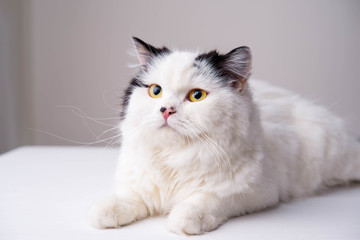 white Scottish Fold cat on a white background
