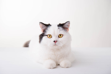 white Scottish Fold cat on a white background