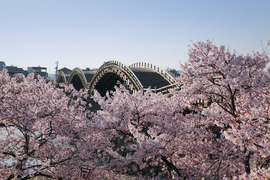 Kintai Bridge and cherry blossoms