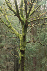Photo of a single tree covered with moss in the forest
