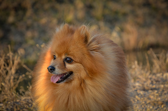 Volpino in passeggiata. Cane di razza volpino all'aperto.