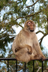 Gibraltar monkey