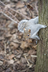 Squirrel playing in the park 